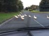 Geese crossing the road at a busy motorway service area in the UK.